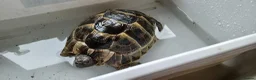 Tortoise reptiles for sale: 2 male med spur thigh tortoise  - Advert 5