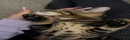 Bengal cats for sale: Adorable bengal kittens - marble bengal   in London - Advert 11