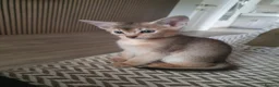 Abyssinian cats for sale: Chocolate silver abbysinian boy in Croydon - Advert 7