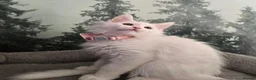 Maine Coon cats for sale: Gorgeous Maine coon kittens  - Advert 14