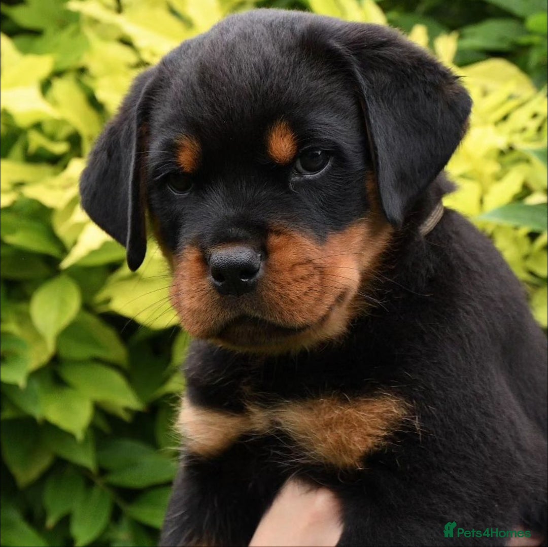 Rottweiler dogs for stud: Onex de Tierra Ibera now available for stud in Newark - Image 15