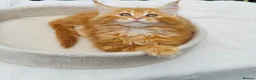 Maine Coon cats for sale: Pure breed beautiful main coon kitten  - Advert 4
