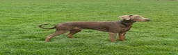 Dobermann dogs for sale: Unique hybrid dobermann pups - Advert 13