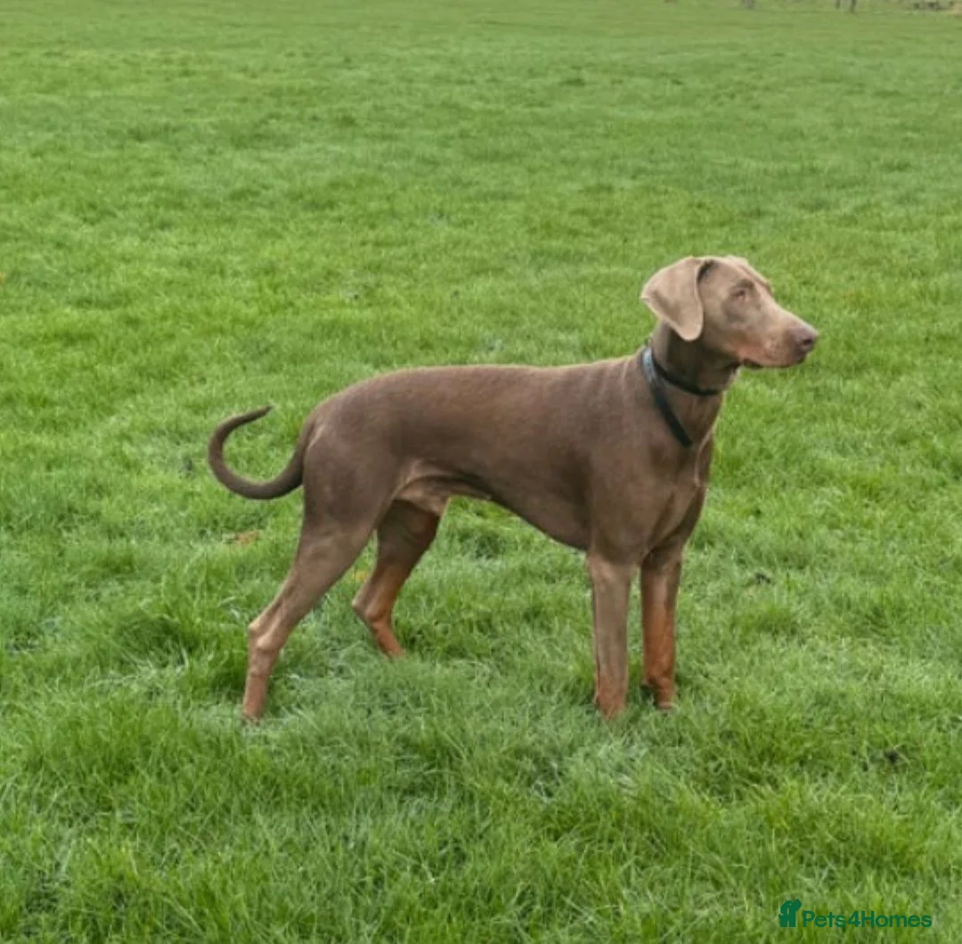 Dobermann dogs for sale: Unique hybrid dobermann pups - Advert 13