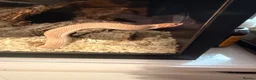 Snake reptiles for sale: Hognose snake and set up  - Advert 5