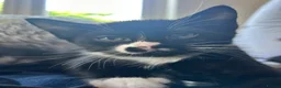 Mixed Breed cats for sale: Beautiful short-haired black and white kittens in Sudbury - Advert 17