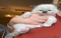 Ragdoll cats for sale: 🎁Gorgeous Ragdoll Kittens-ready from Dec 17th - Advert 12