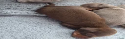 Miniature Dachshund dogs for sale: Beautiful mini dachshunds for sale - Advert 6