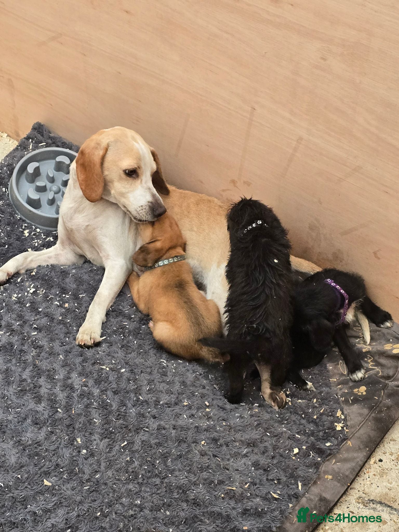 Beagle dogs Beaglepoo/poogles - Advert 1