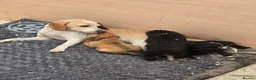 Beagle dogs for sale: Beaglepoo/poogles in Dartford - Advert 10