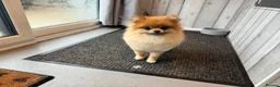 Pomeranian dogs for sale: Orange sable teddy bear type Pomeranians  - Advert 24