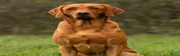 Labrador Retriever dogs for sale: Beautiful dark fox red labrador puppies for sale - Advert 2
