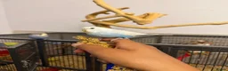 Budgerigars birds for sale: Hand Tame Baby Budgies - Advert 2