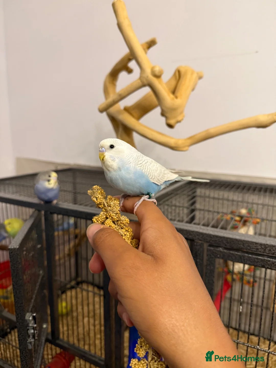 Budgerigars birds for sale: Hand Tame Baby Budgies - Advert 2
