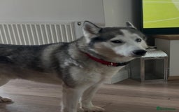 Siberian Husky dogs for sale: Beautiful husky puppies expected - Image 4