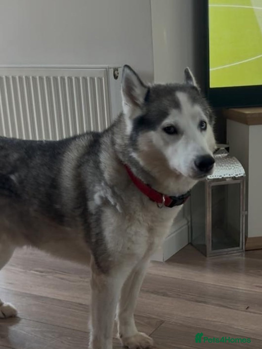 Siberian Husky dogs for sale: Beautiful husky puppies expected - Image 4