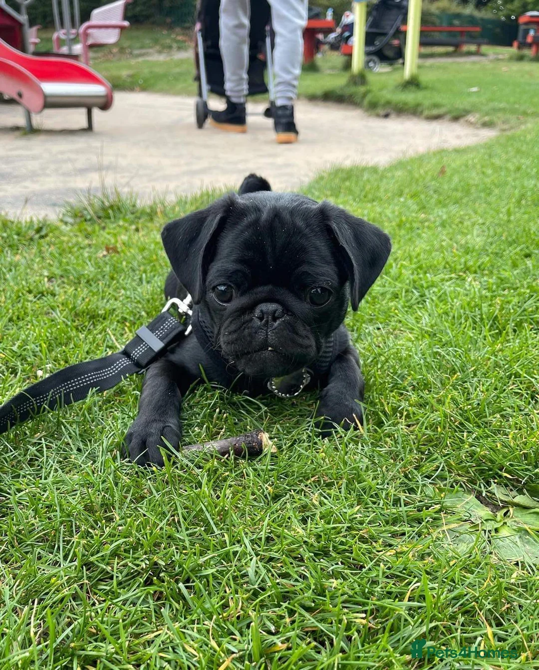 Pug dogs for stud: Frankie the black pug  in Barnsley - Advert 6