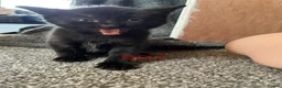 Mixed Breed cats for sale: Extremely cute kittens for sale  - Advert 3