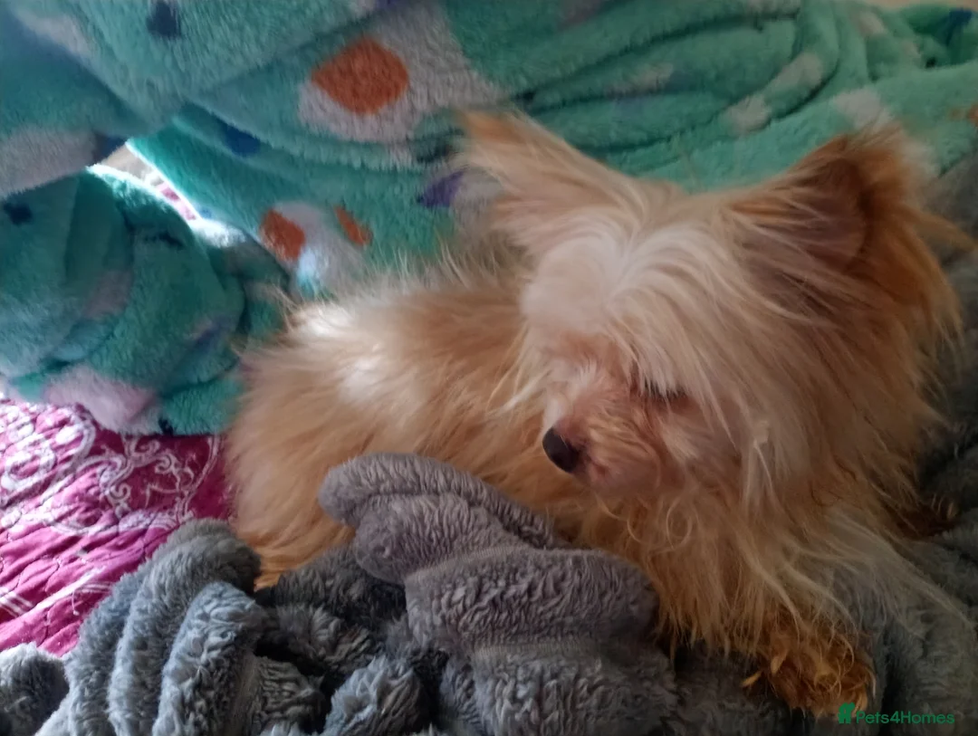 Chihuahua dogs for sale: Rehoming - Advert 7