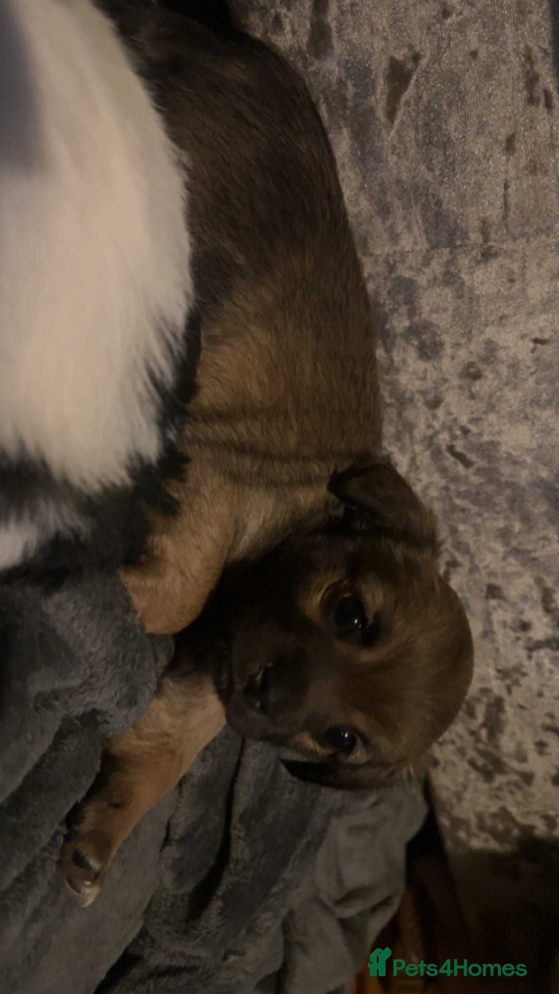 Chorkie dogs for sale: Outstanding Chorkie Puppies 🐶  - Advert 1