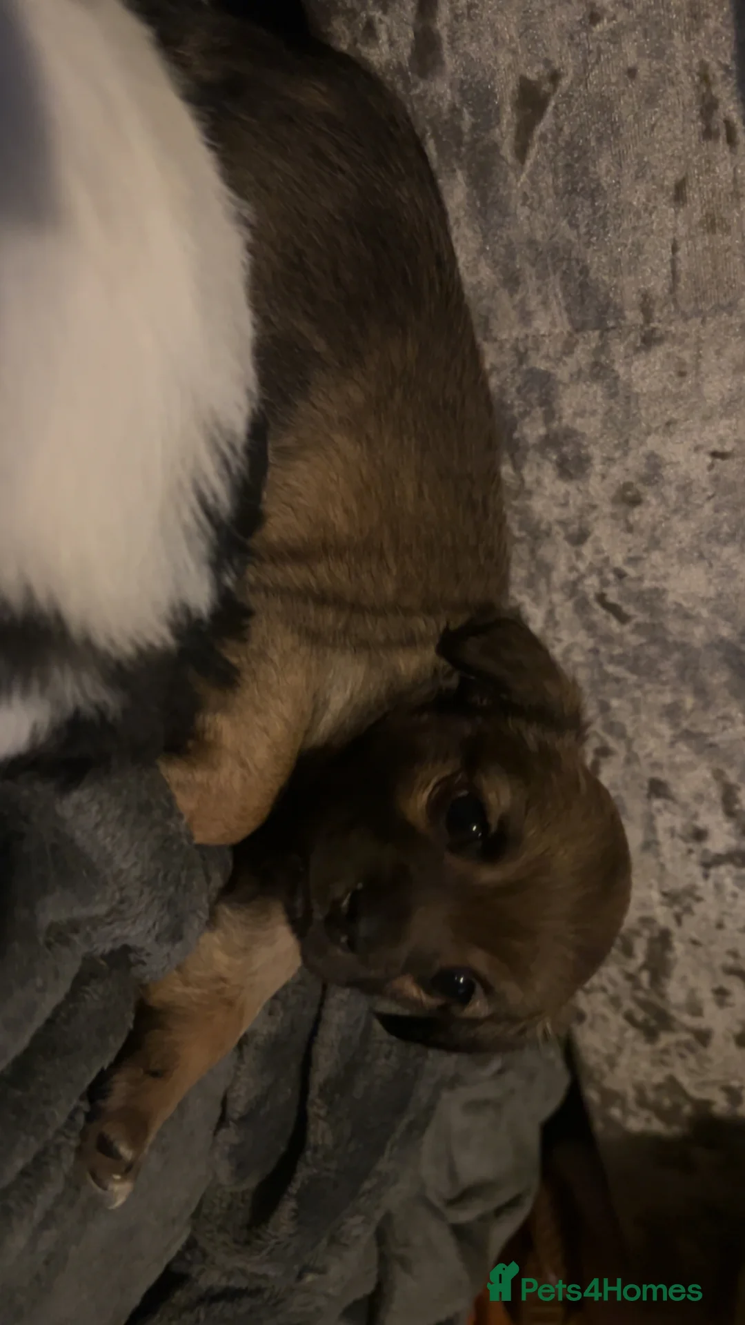 Chorkie dogs for sale: Outstanding Chorkie Puppies 🐶  - Advert 1