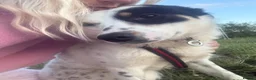 Mixed Breed dogs for adoption: Badger - Badersfield Norfolk  - Advert 5