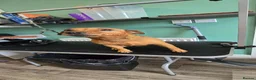 Lakeland Terrier dogs for sale: Coco the lakland terrier  - Advert 1