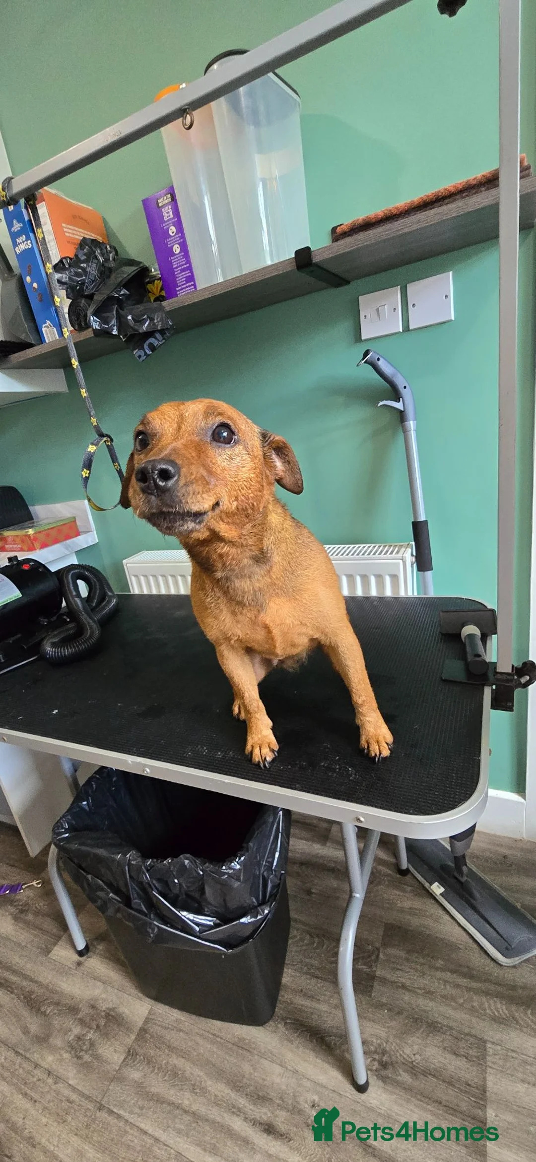 Lakeland Terrier dogs for sale: Coco the lakland terrier  - Advert 1
