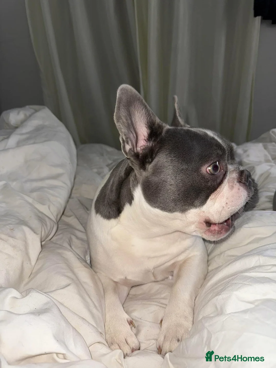 Frug dogs for sale: Male and female frug puppies  - Advert 10