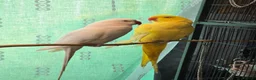 Ringnecks birds for sale: Ringneck Pairs - Advert 5