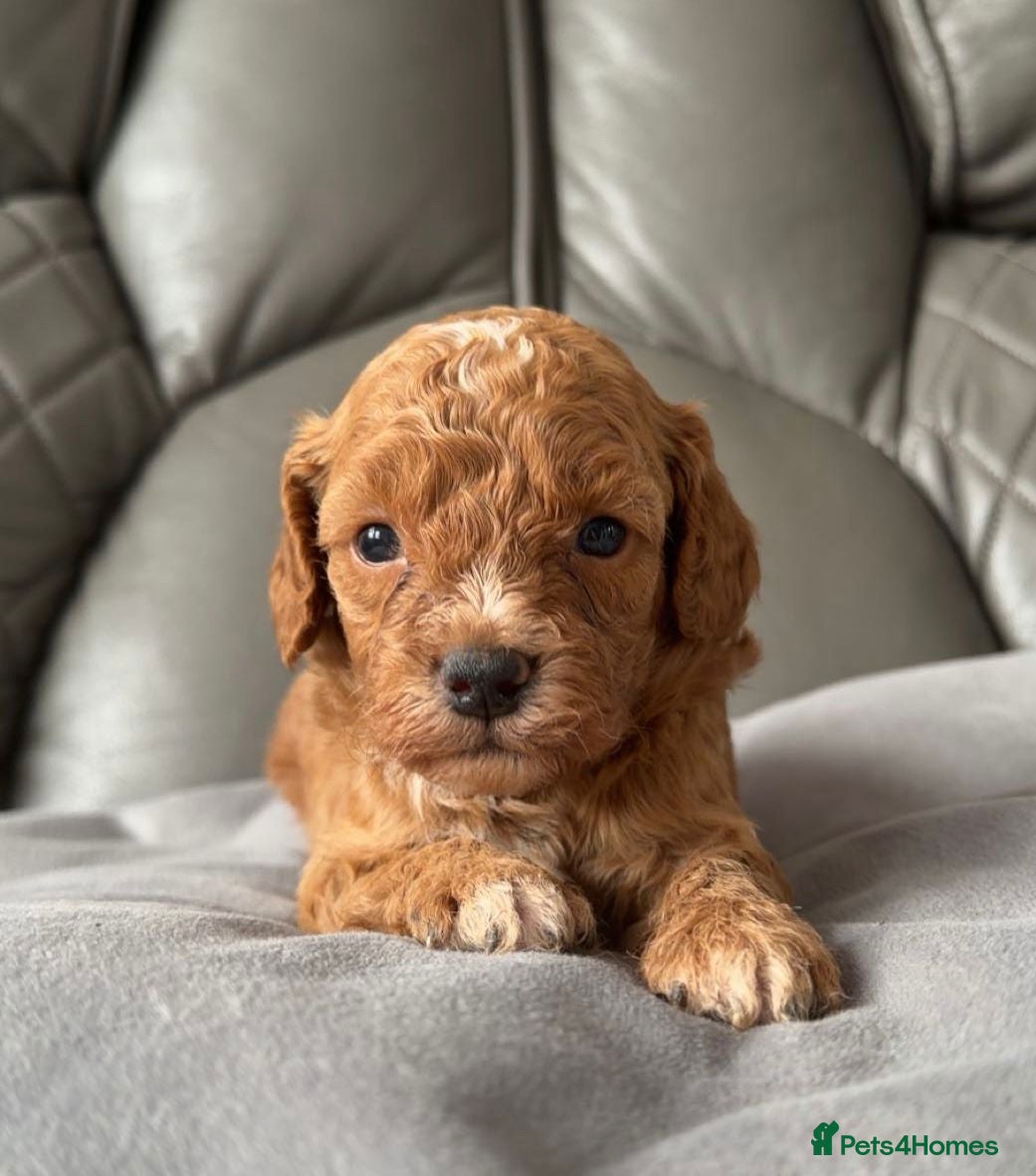 Cavapoo dogs Stunning F1b Cavapoo Puppies,DNA health tested Mum - Advert 12