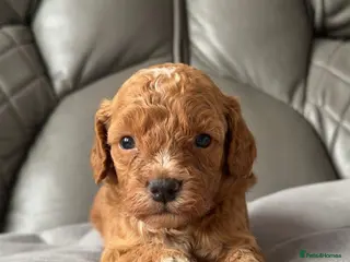 Cavapoo dogs Stunning F1b Cavapoo Puppies,DNA health tested Mum - Advert 12
