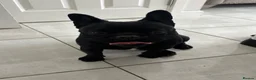 French Bulldog dogs for sale: Looking for her forever home  - Advert 2