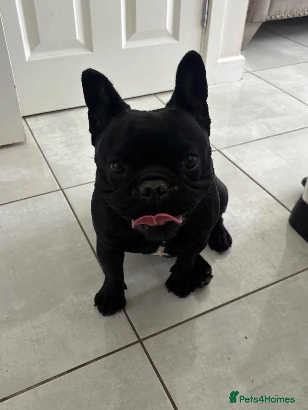 French Bulldog dogs for sale: Looking for her forever home  - Advert 2
