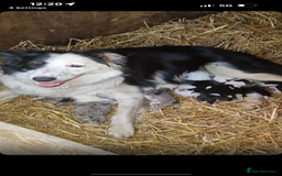 Border Collie dogs for sale: Blue merle/Black and white border collie puppies  - Image 1