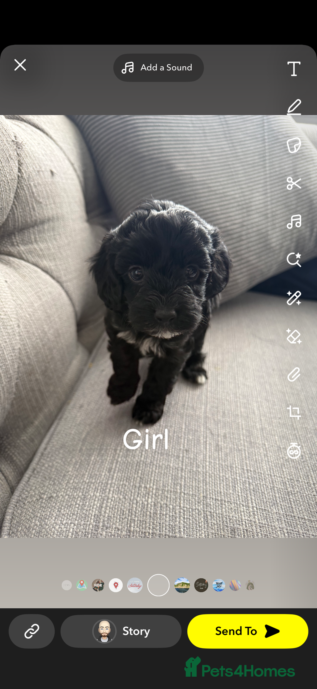 Cavapoo dogs for sale: Cavapoo puppies looking for forever homes - Image 8