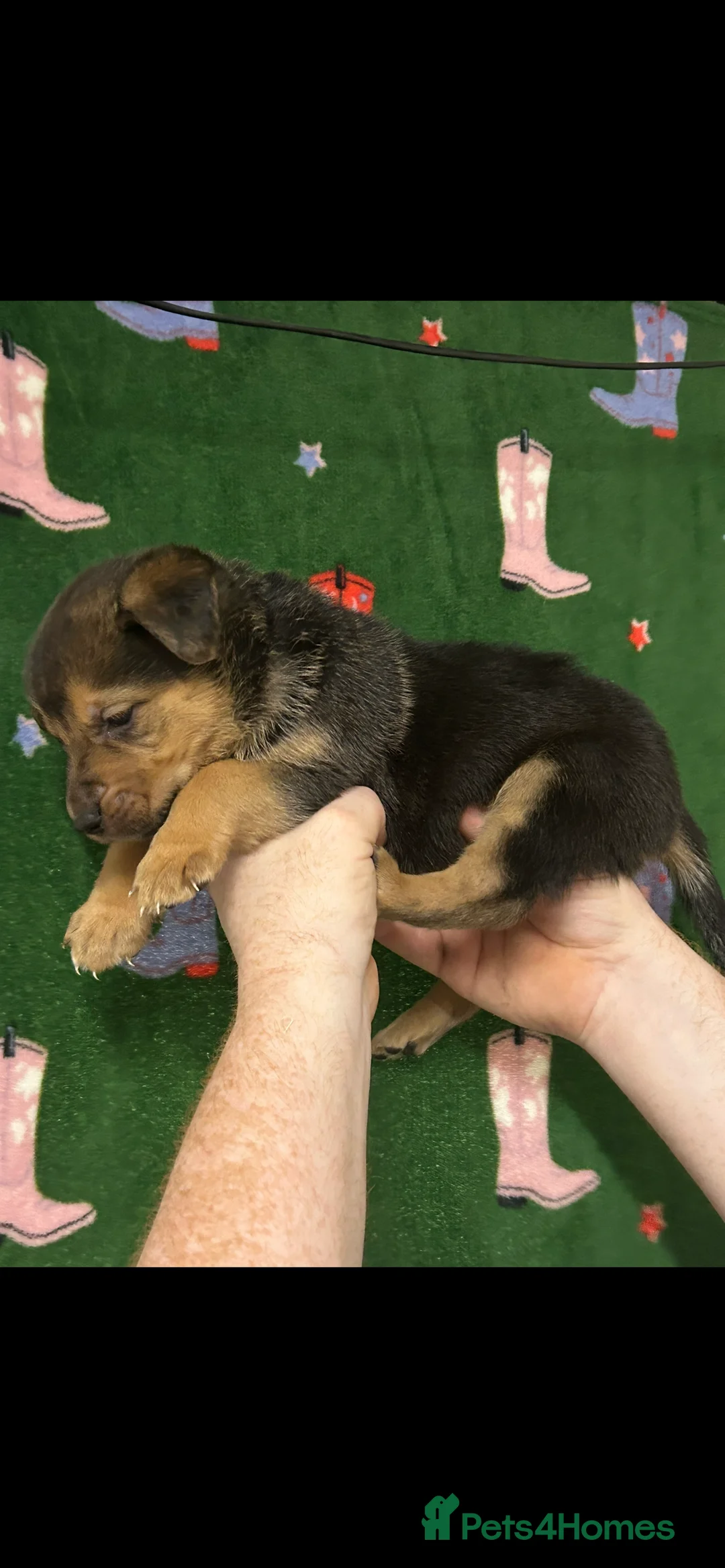 Mixed Breed dogs for sale: Swiss Shepherd Rottweiler  mix breed puppies - Advert 11