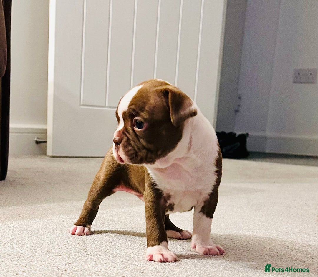 Boston Terrier dogs for sale: Beautiful Chunky KC Boston Terrier Puppies - Image 7