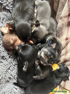 Chihuahua dogs Chihuahua puppies - Advert 12