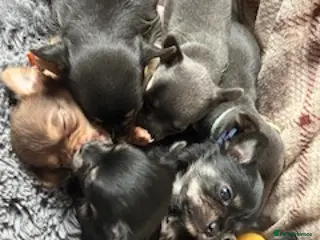 Chihuahua dogs Chihuahua puppies - Advert 12