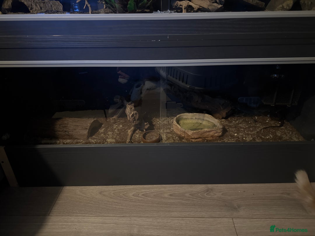 Lizard reptiles for sale: European eyed lizard  - Advert 4