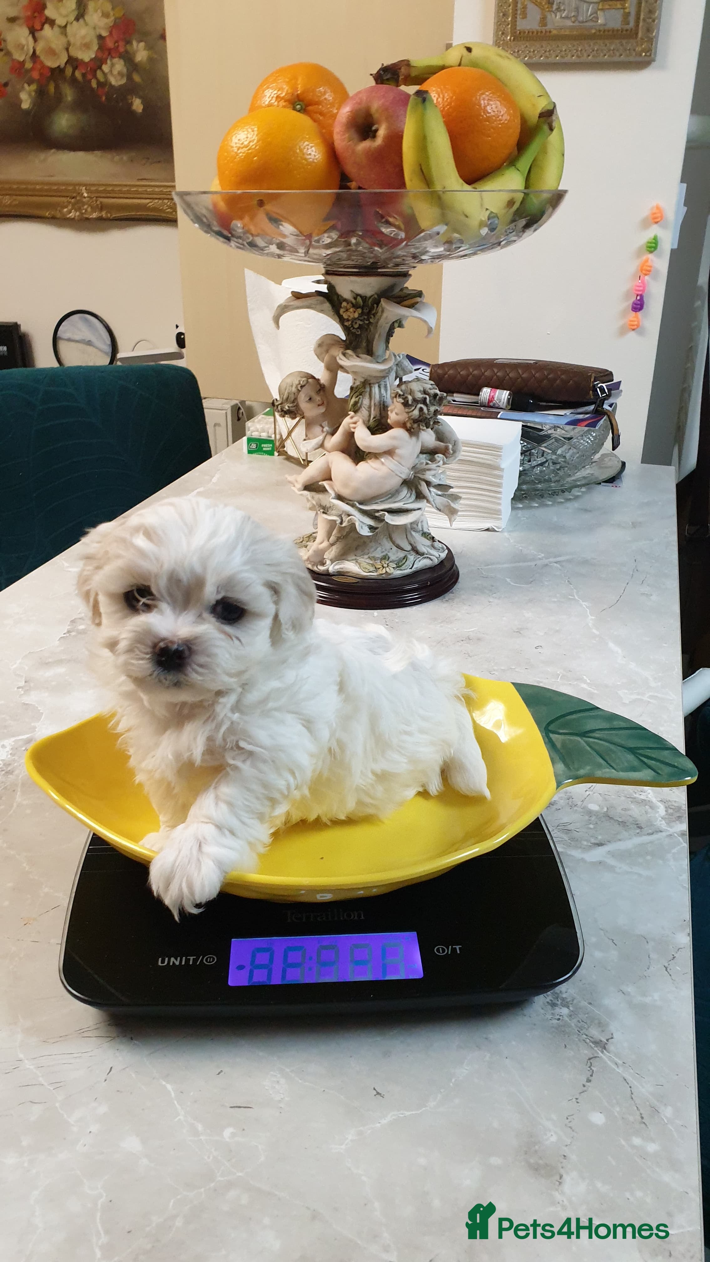 Bichon Frise dogs Available 2 puppy mini bishon frise.  - Advert 2