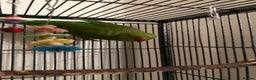 Ringnecks birds for sale: Green Ringneck for sale - Advert 2