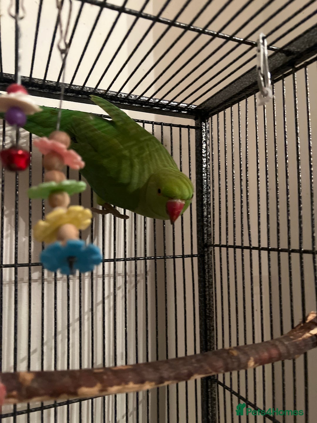 Ringnecks birds for sale: Green Ringneck for sale - Advert 2