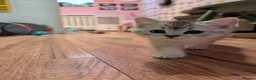 British Shorthair cats for sale: Cute Blue-Silver Shaded British Shorthair Kittens  in Birmingham - Advert 14