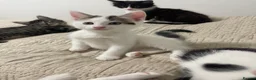 Mixed Breed cats for sale: 5 baby ready to be rehomed  - Advert 14