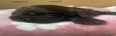 Cocker Spaniel 3