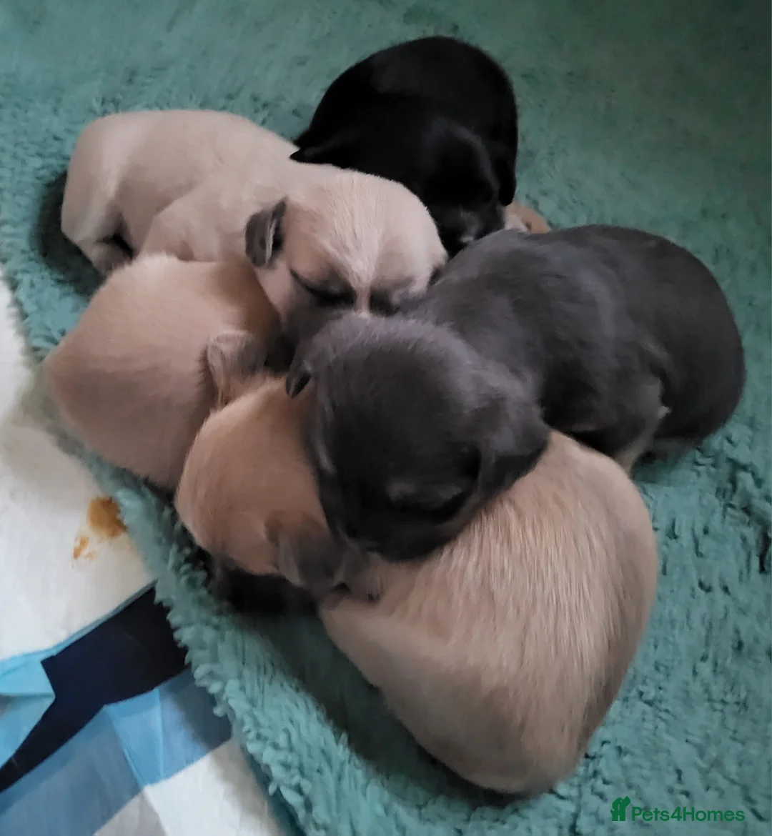 French Bulldog dogs for stud: Handsome Harley -Frenchie - Advert 2