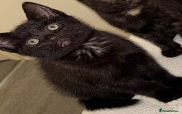 British Shorthair cats for sale: 3 beautiful kittens looking for there forever home - Image 4