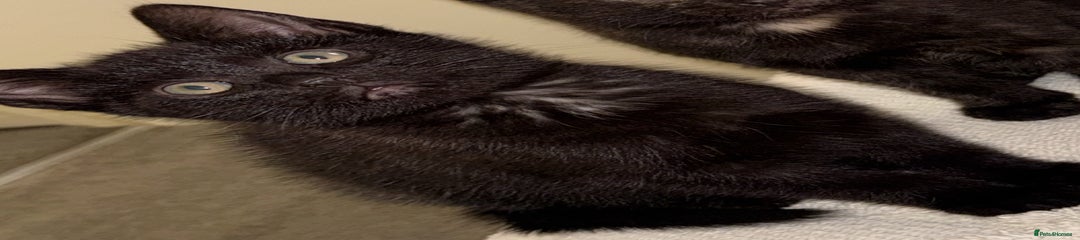British Shorthair Kitten 1
